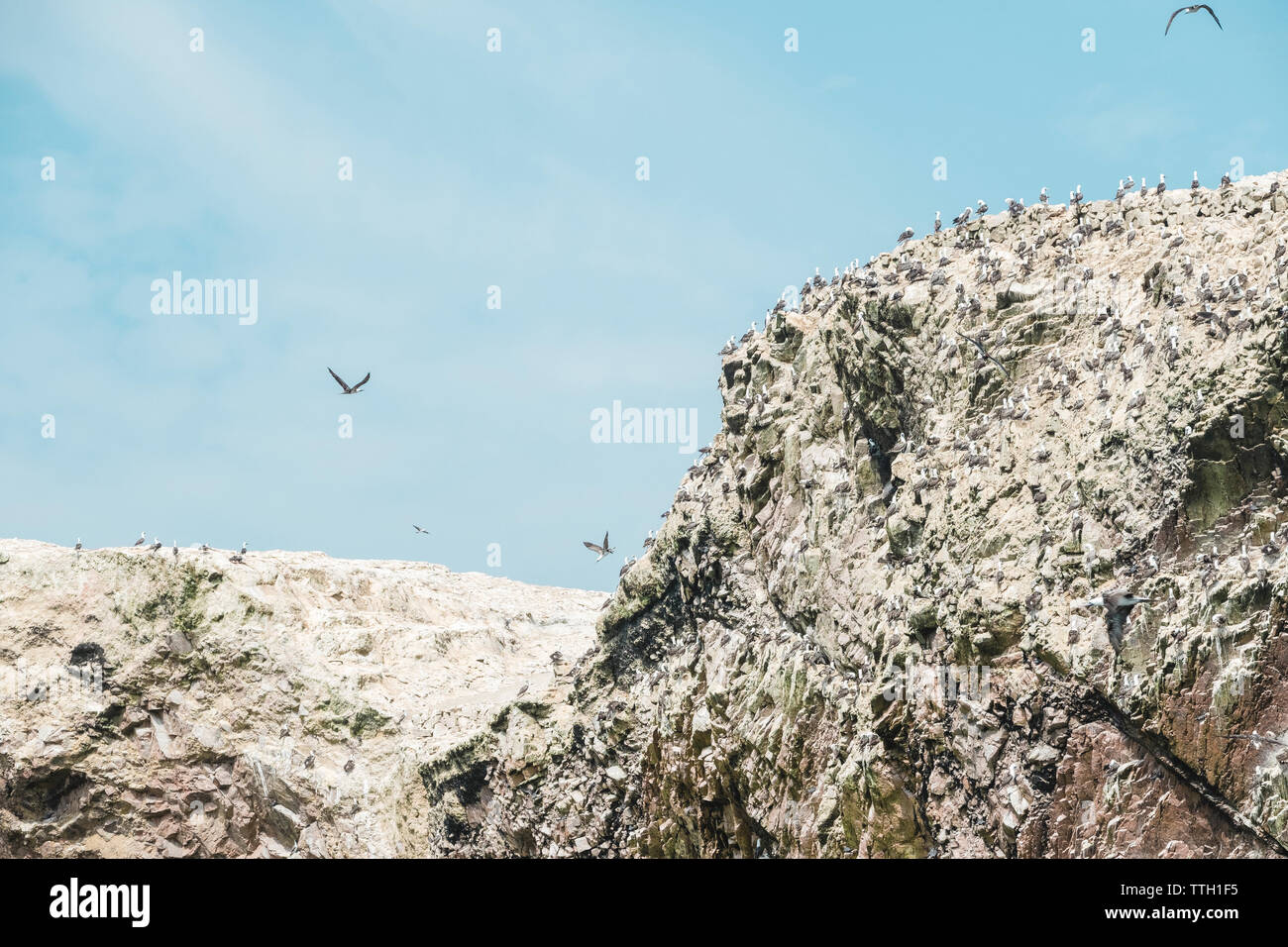 Birds on guano covered rocks, Islas Ballestas, Paracas,Peru Stock Photo