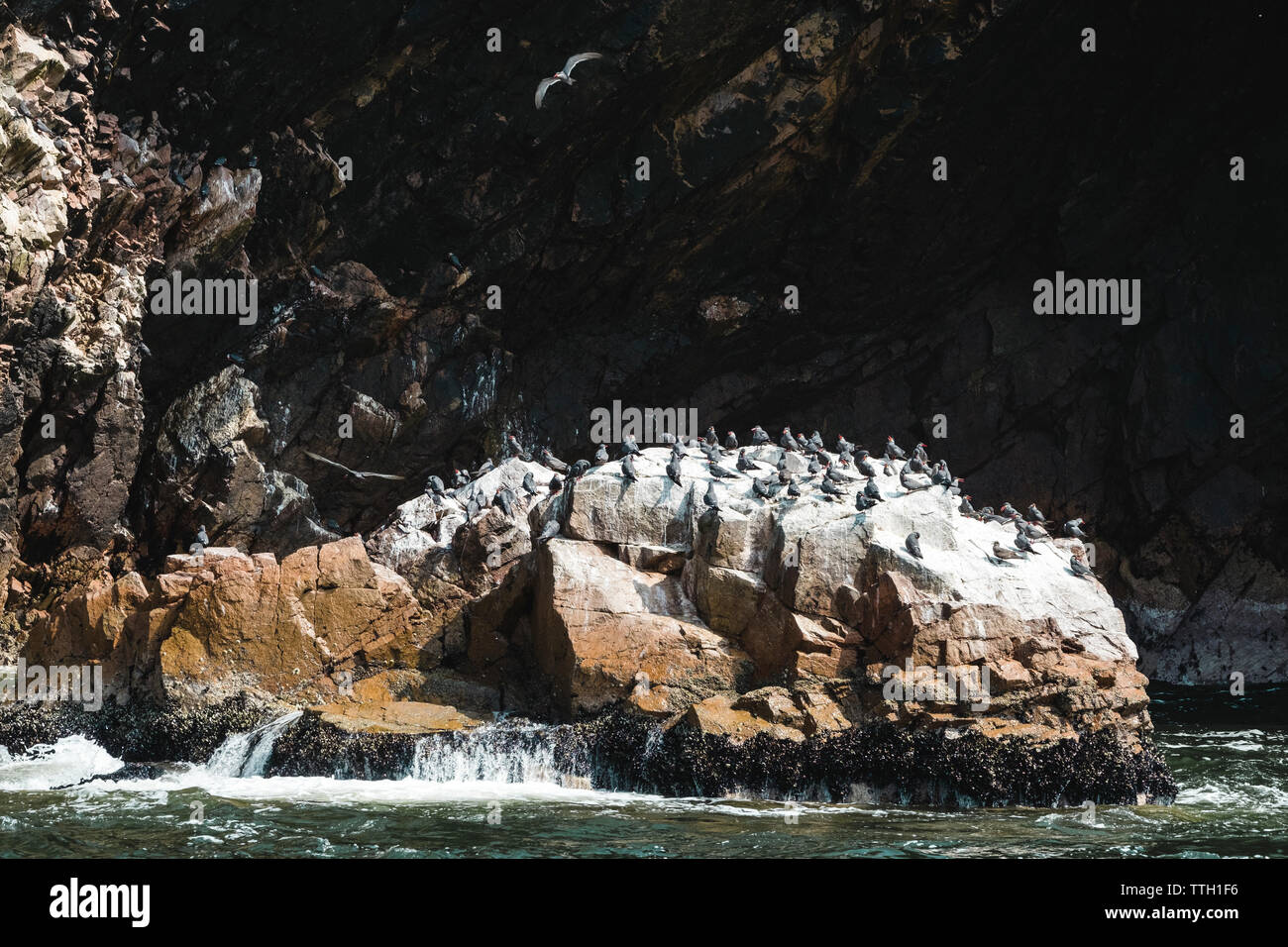 A flock of Inca Terns on a rock formation,Islas Ballestas,Paracas,Peru Stock Photo