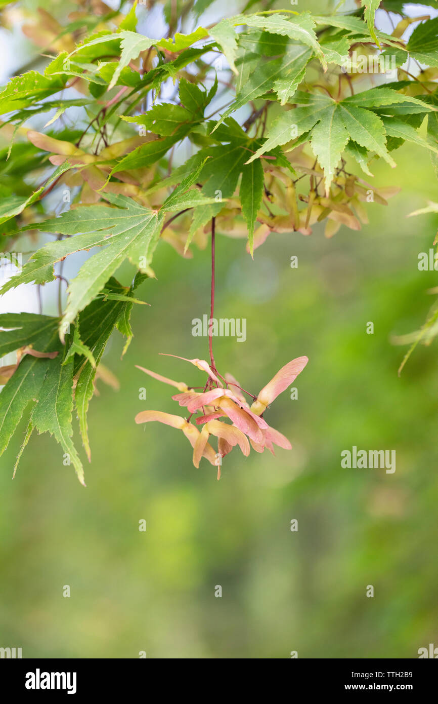 Close up of the seed pods of  Acer Amoenum - Japanese Maple, England, UK Stock Photo