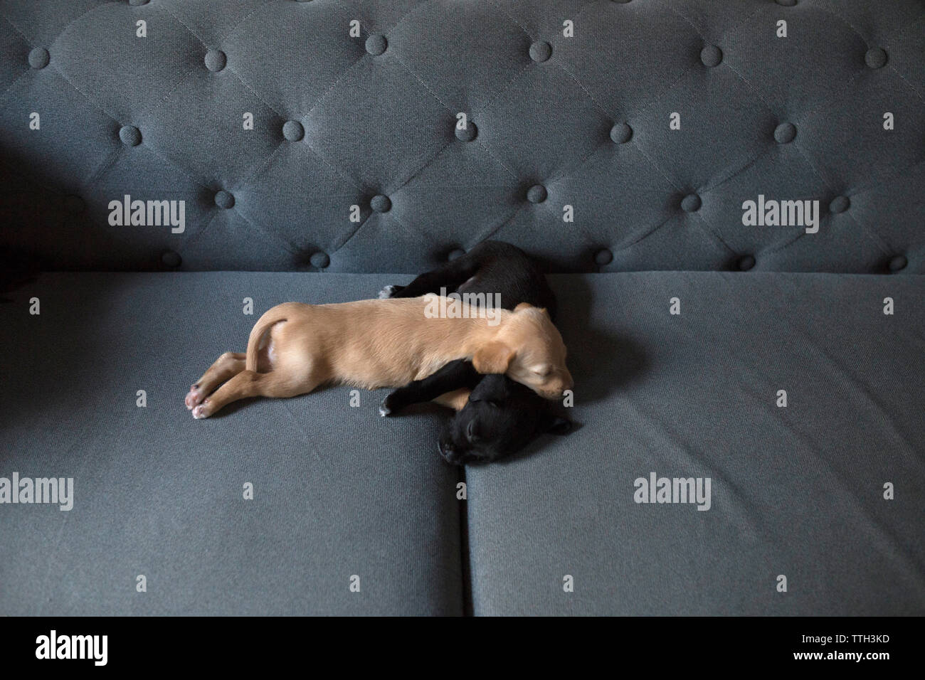 Two adorable puppies sleeping on a couch Stock Photo Alamy