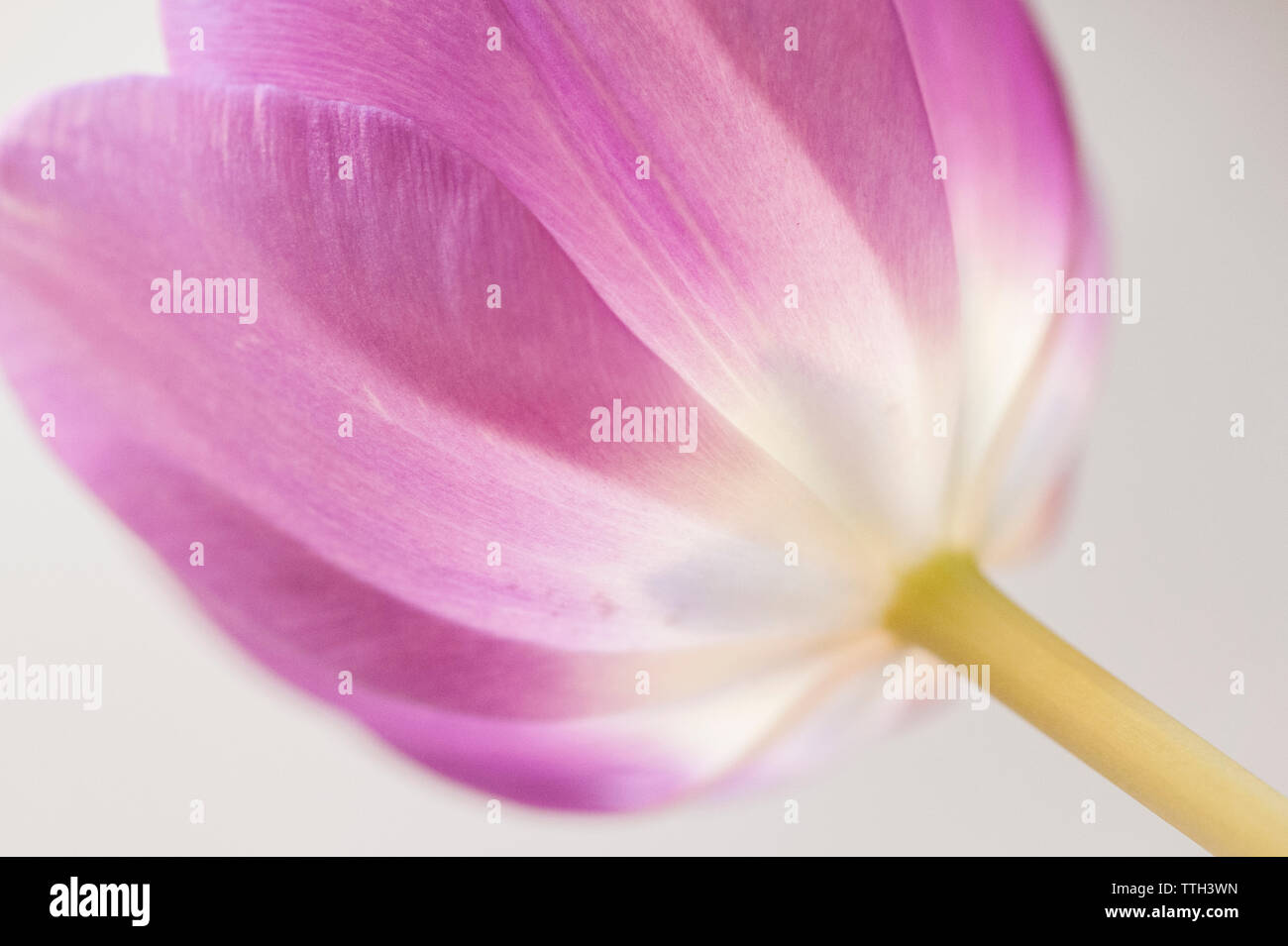 Pink tulip petals backlit hi-res stock photography and images - Alamy