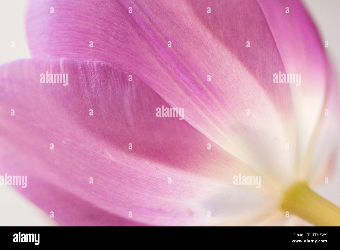 Macro Image of a Tulip Stock Photo - Alamy