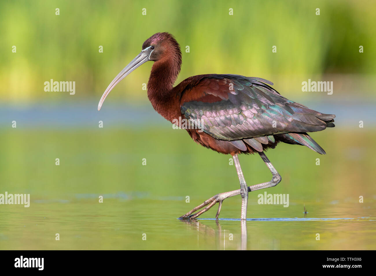 Glossy Ibis (Plegadis falcinellus), side view of an adult walking in a pond Stock Photo