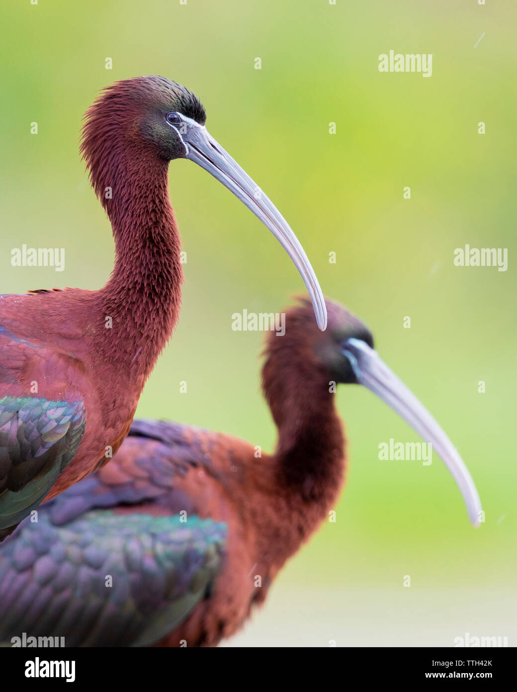 Glossy Ibis (Plegadis falcinellus), close-up of two adults Stock Photo