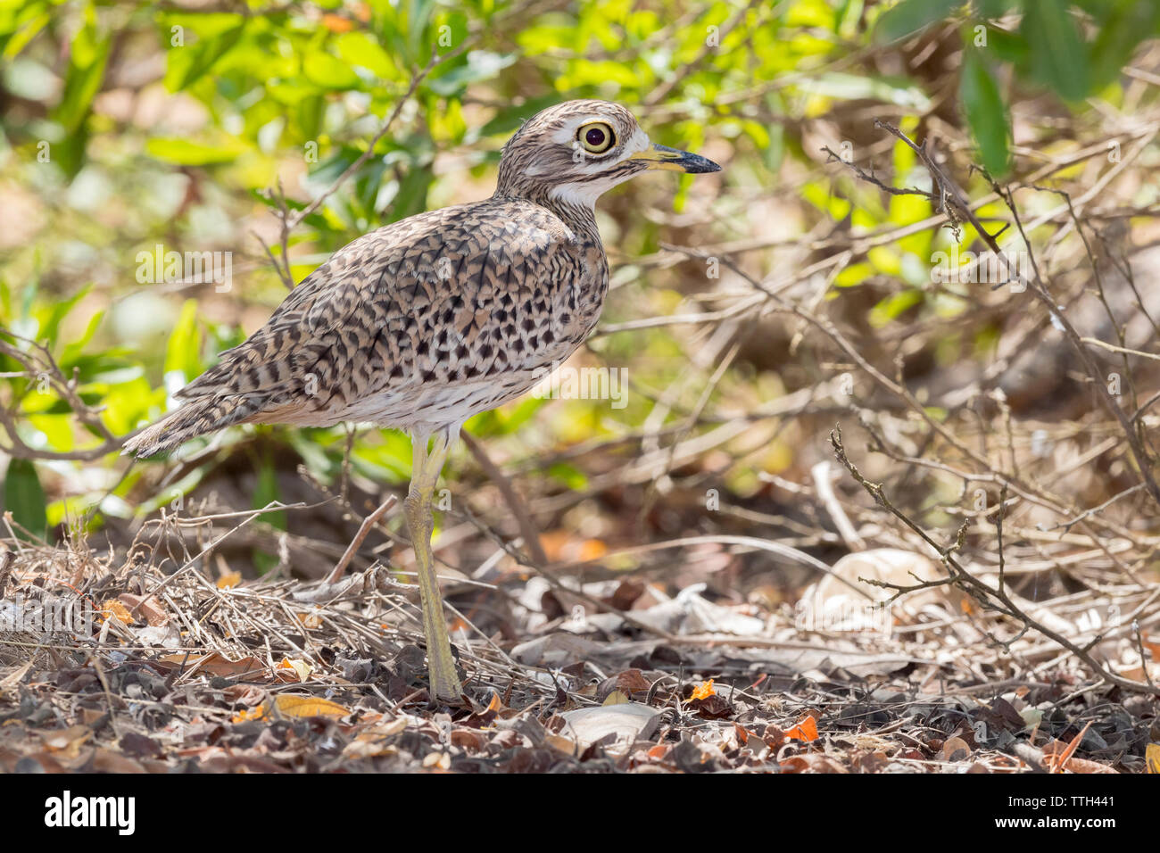 Spotted Thick-Knee (Burhinus capensis), side view of an adult standing ...