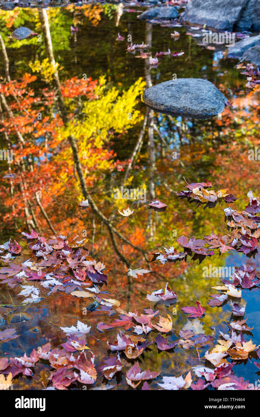 Fall colors reflect in a river in Maine Stock Photo