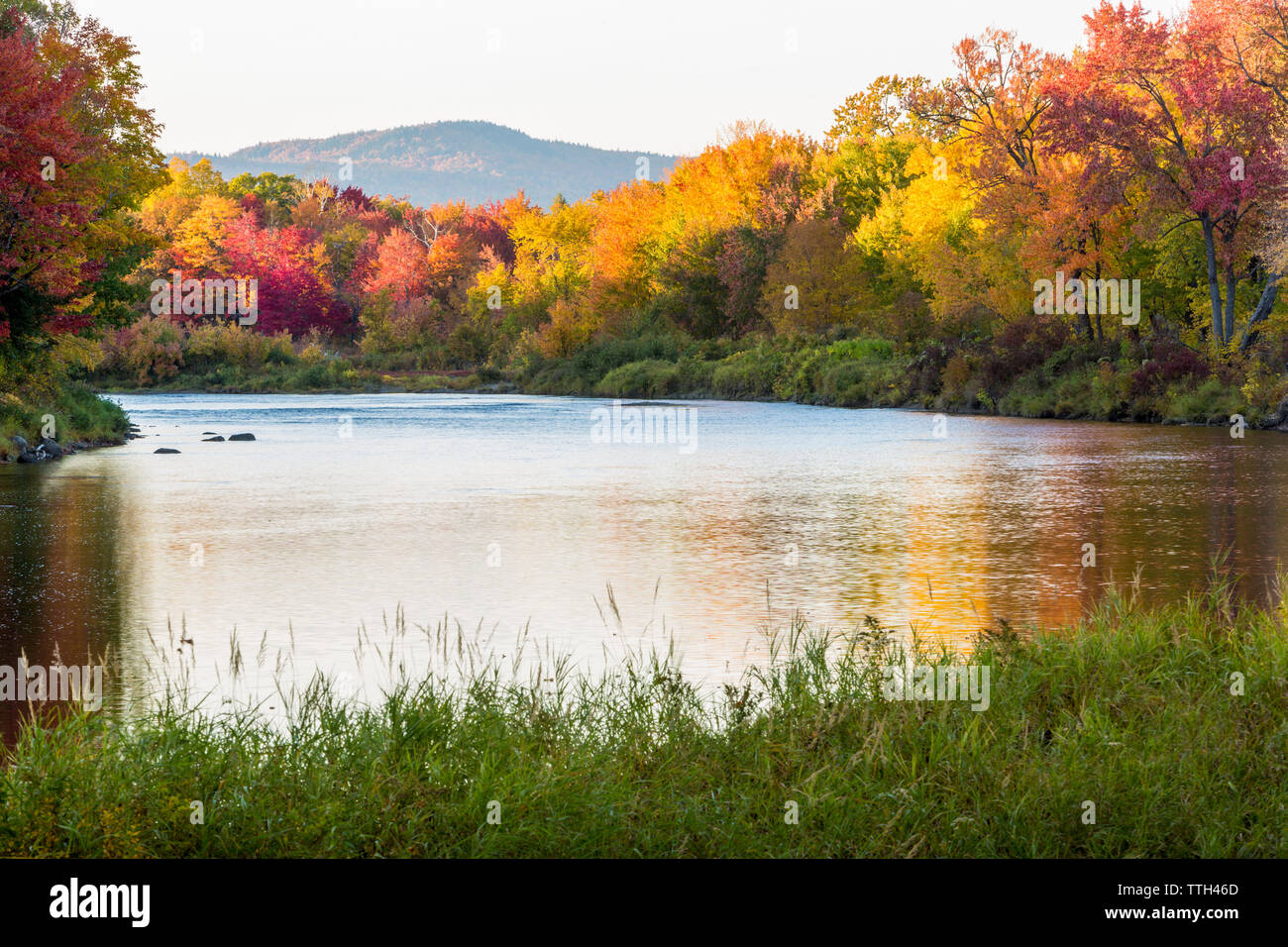 Fall colors line the banks of the East Branch of the Penobscot River. Stock Photo
