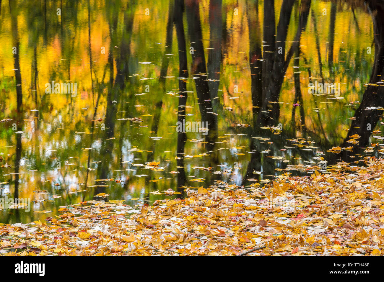 Fall colors reflect in a river in Maine Stock Photo