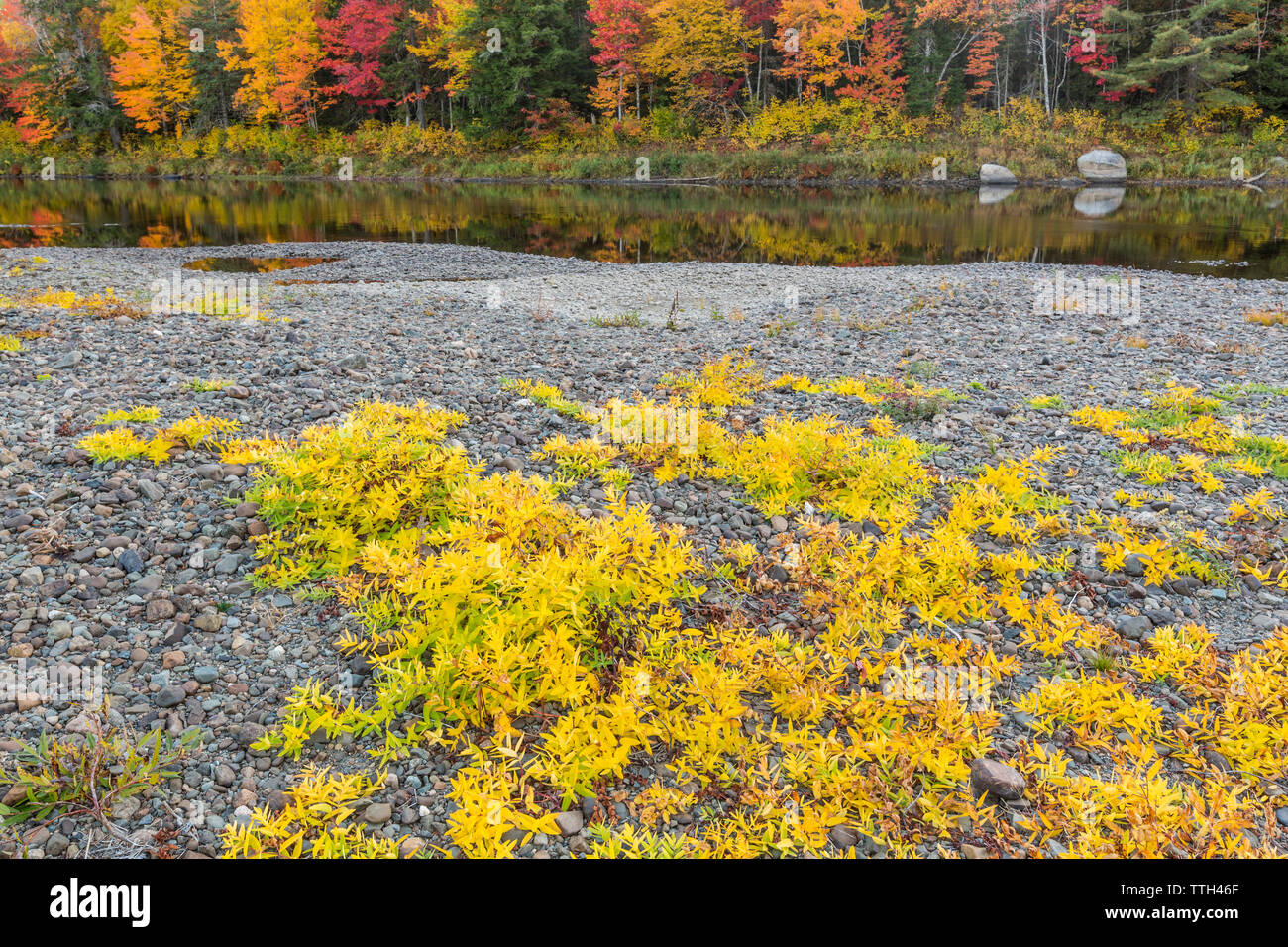 Fall colors line the banks of the East Branch of the Penobscot River Stock Photo