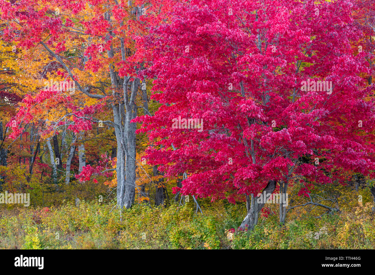 Fall colors line the banks of the East Branch of the Penobscot River Stock Photo