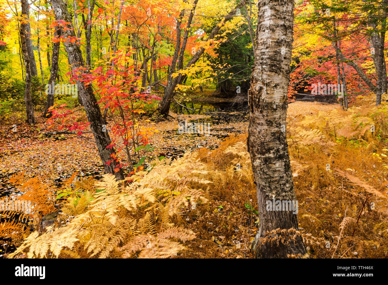 Fall foliage in Maine's Northern Forest. Stock Photo