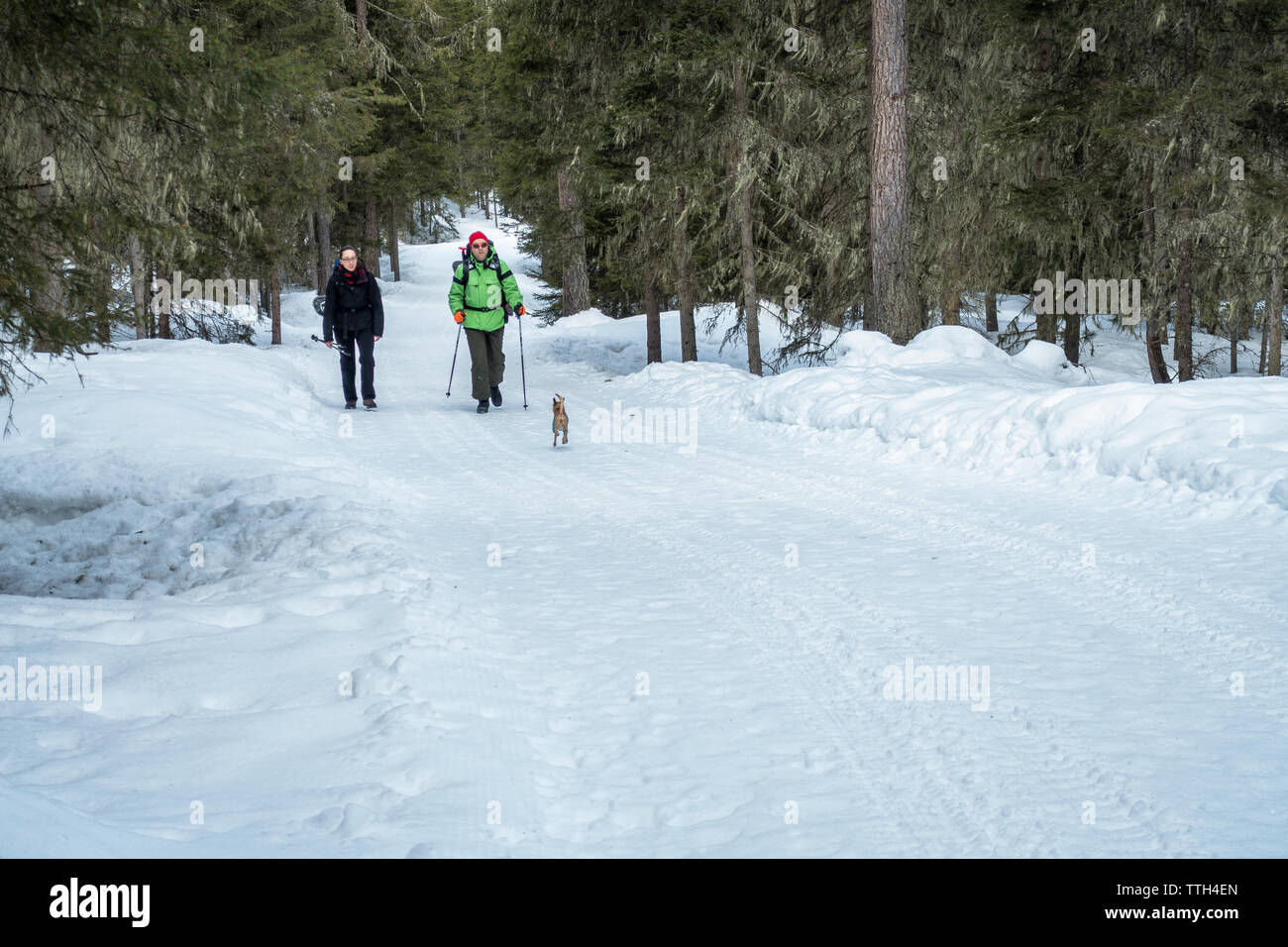 Couple with small dog hiking through a snowy forest Stock Photo