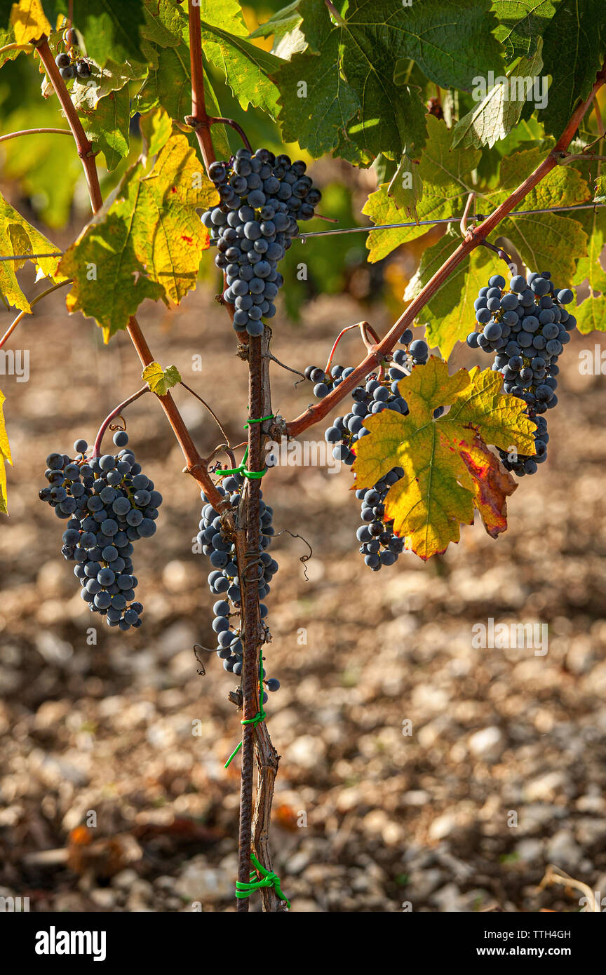 Vineyard red grape grapevine montepulciano dabruzzo italy hires stock photography and images