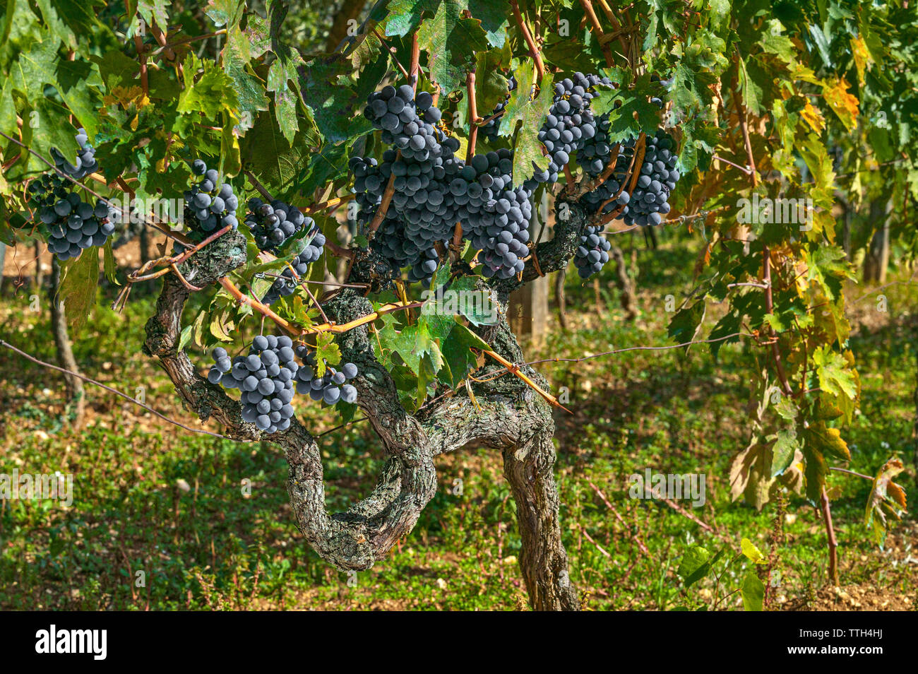 Vineyard red grape grapevine montepulciano dabruzzo italy hires stock photography and images