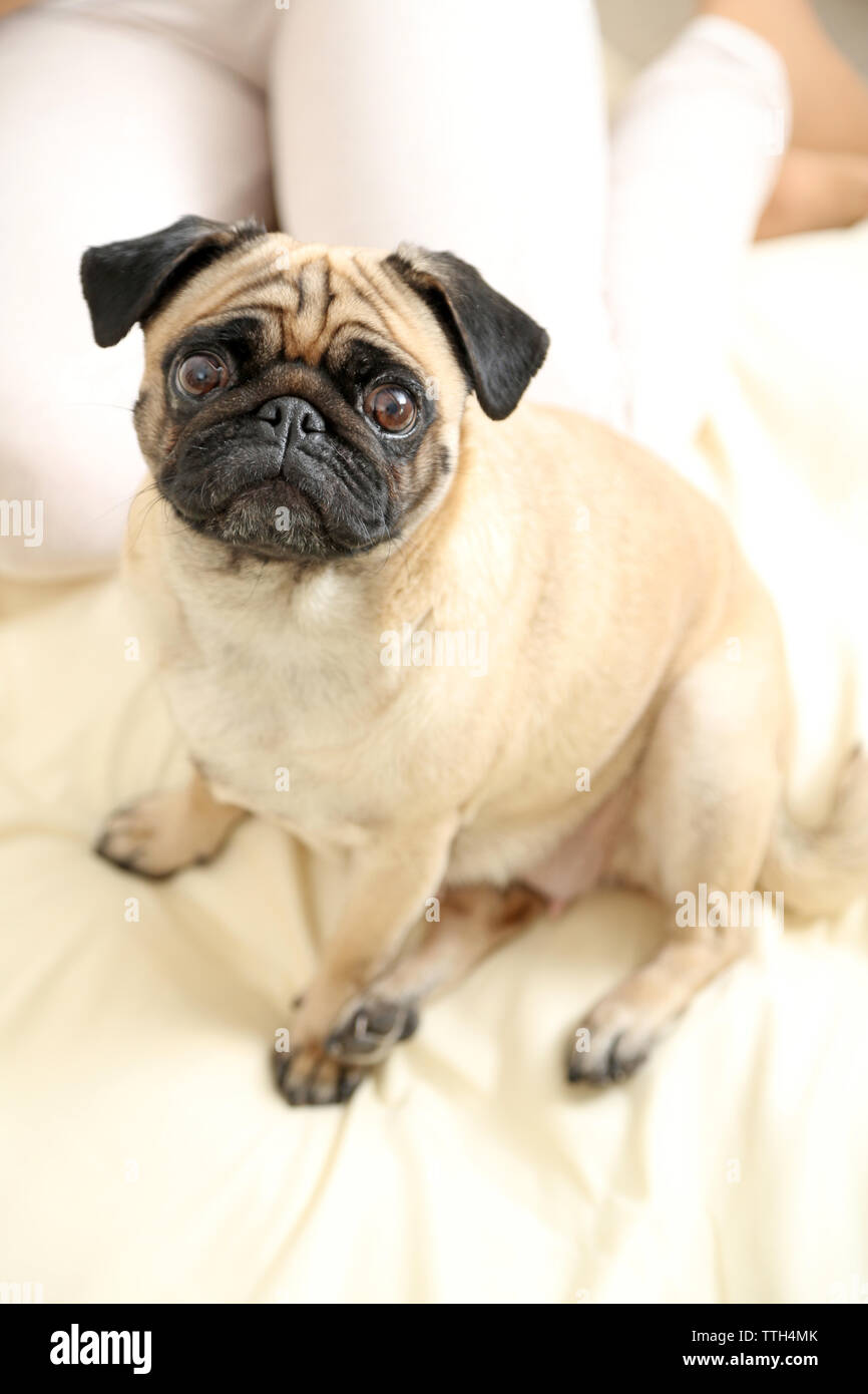 Pug dog in bed Stock Photo Alamy