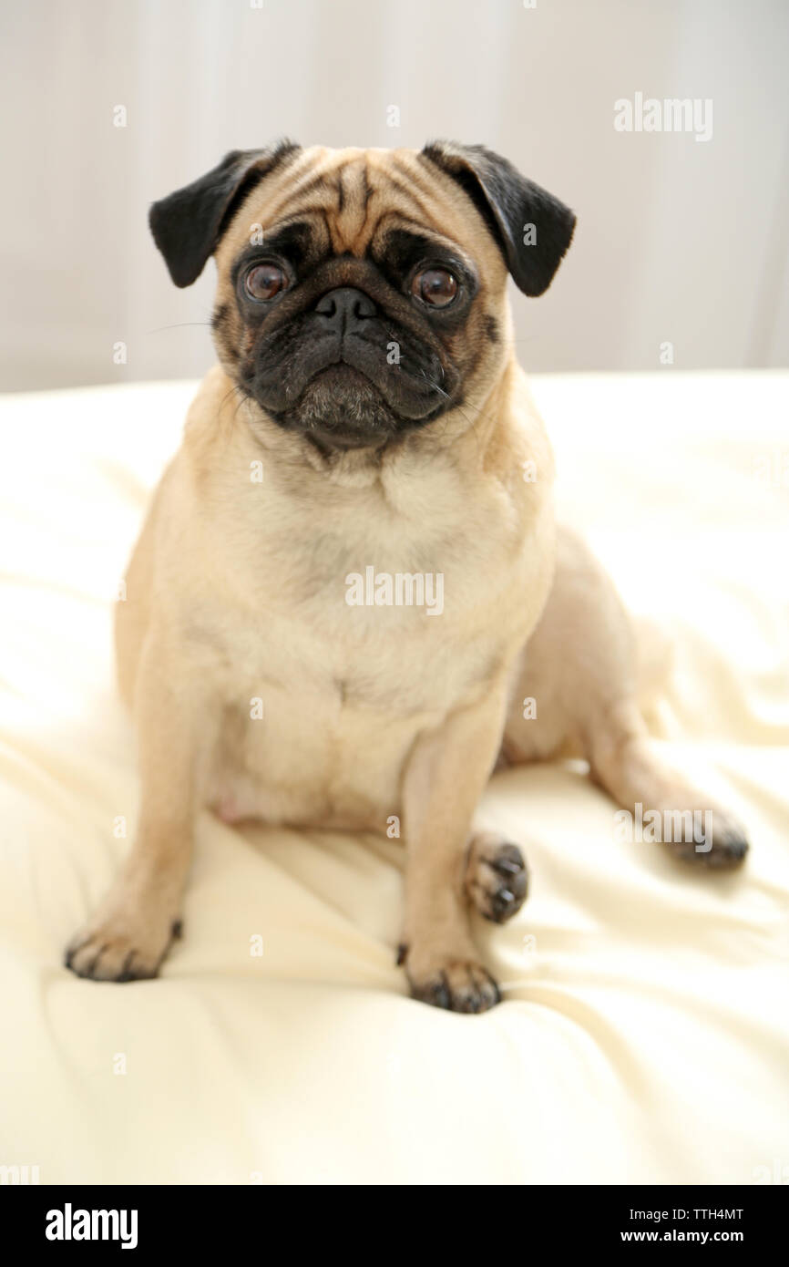 Pug dog in bed Stock Photo Alamy