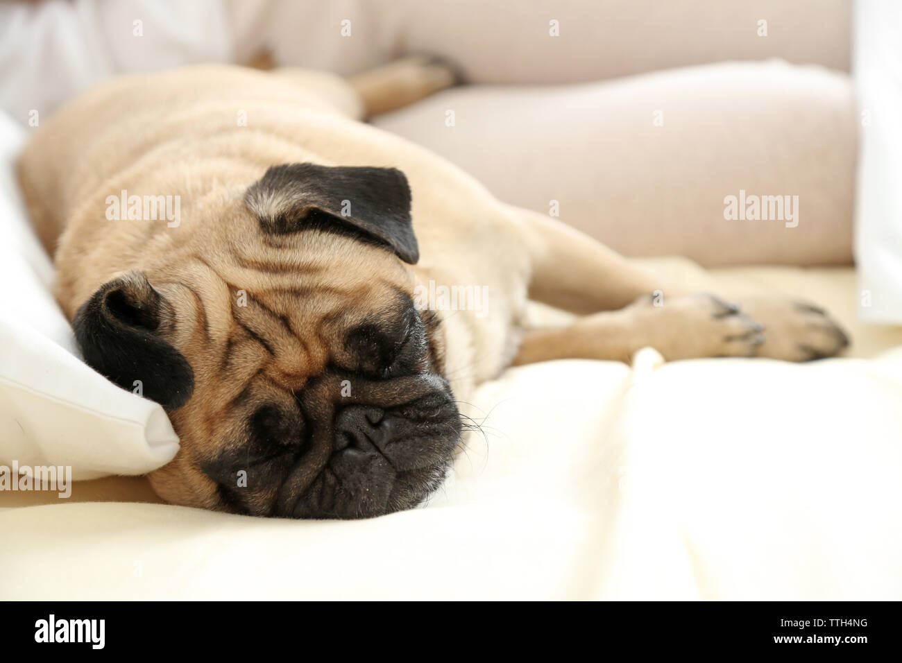 Pug dog in bed hires stock photography and images Alamy
