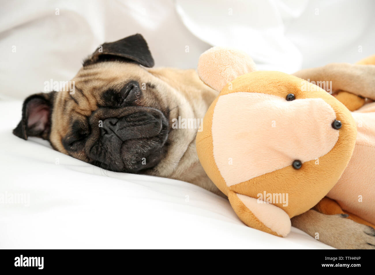 Pug dog teddy deals bear