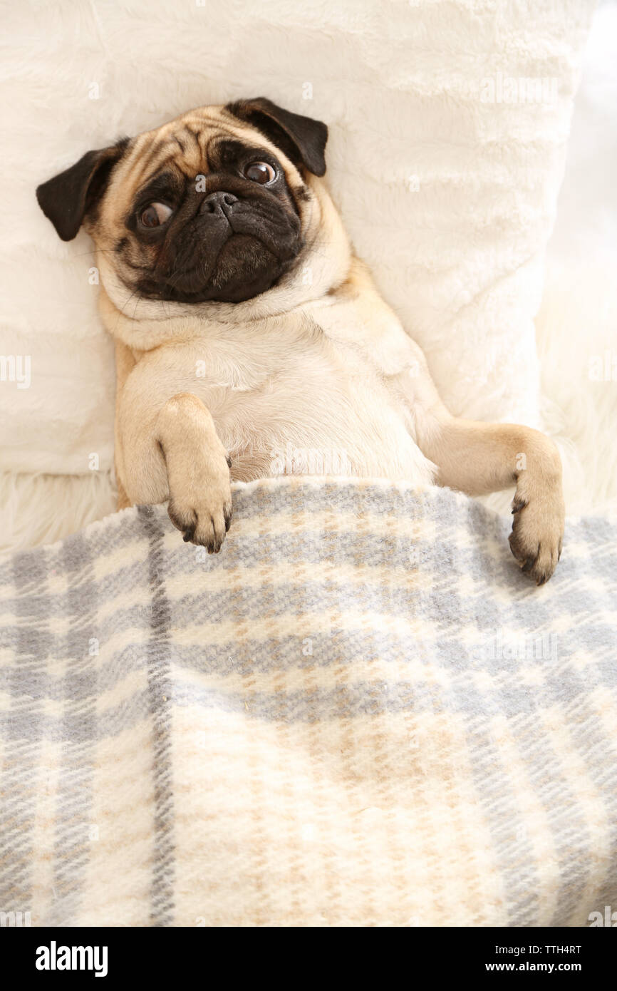 Pug 2025 in bed