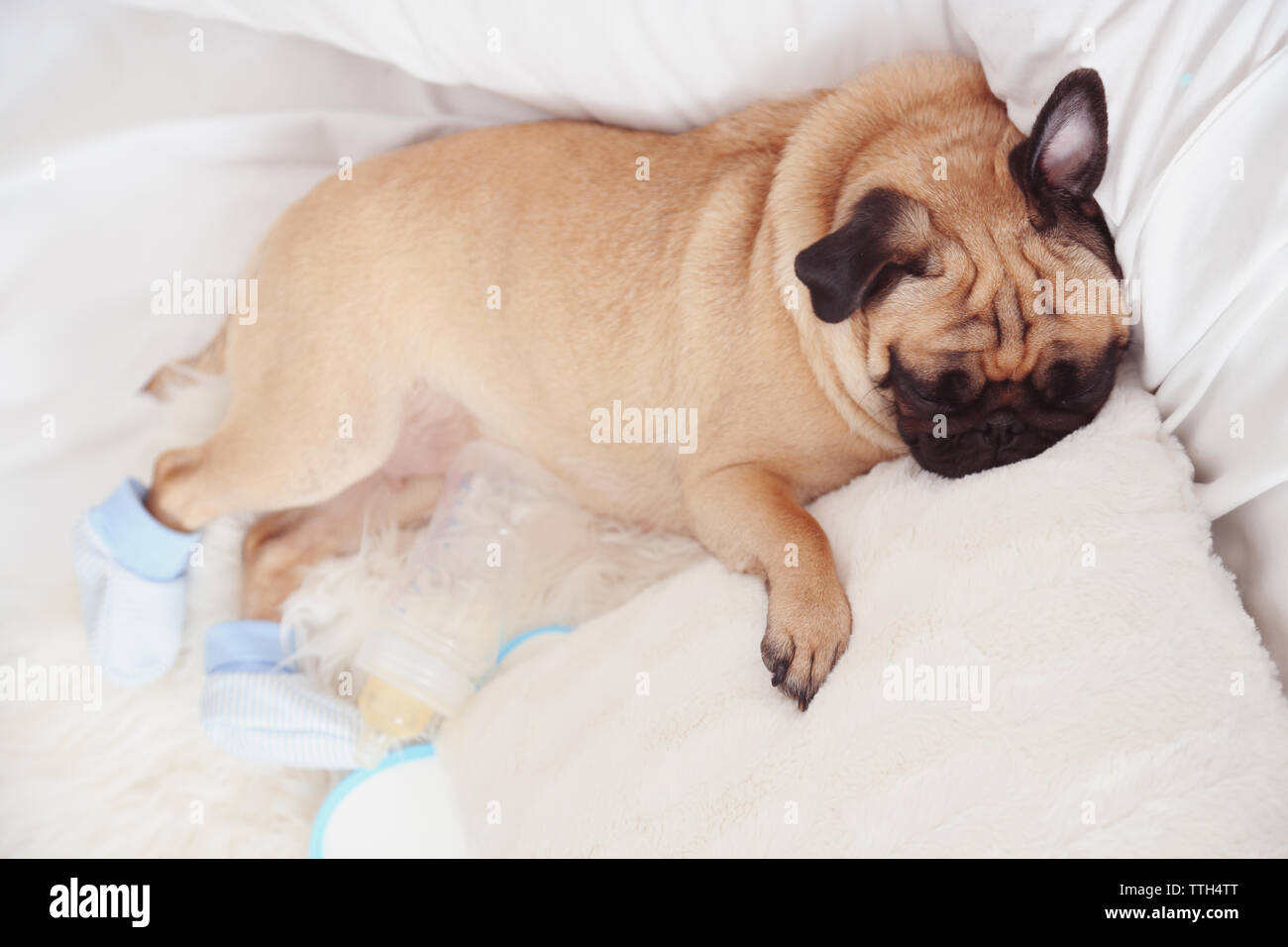 Pug dog sleeping in bed Stock Photo Alamy