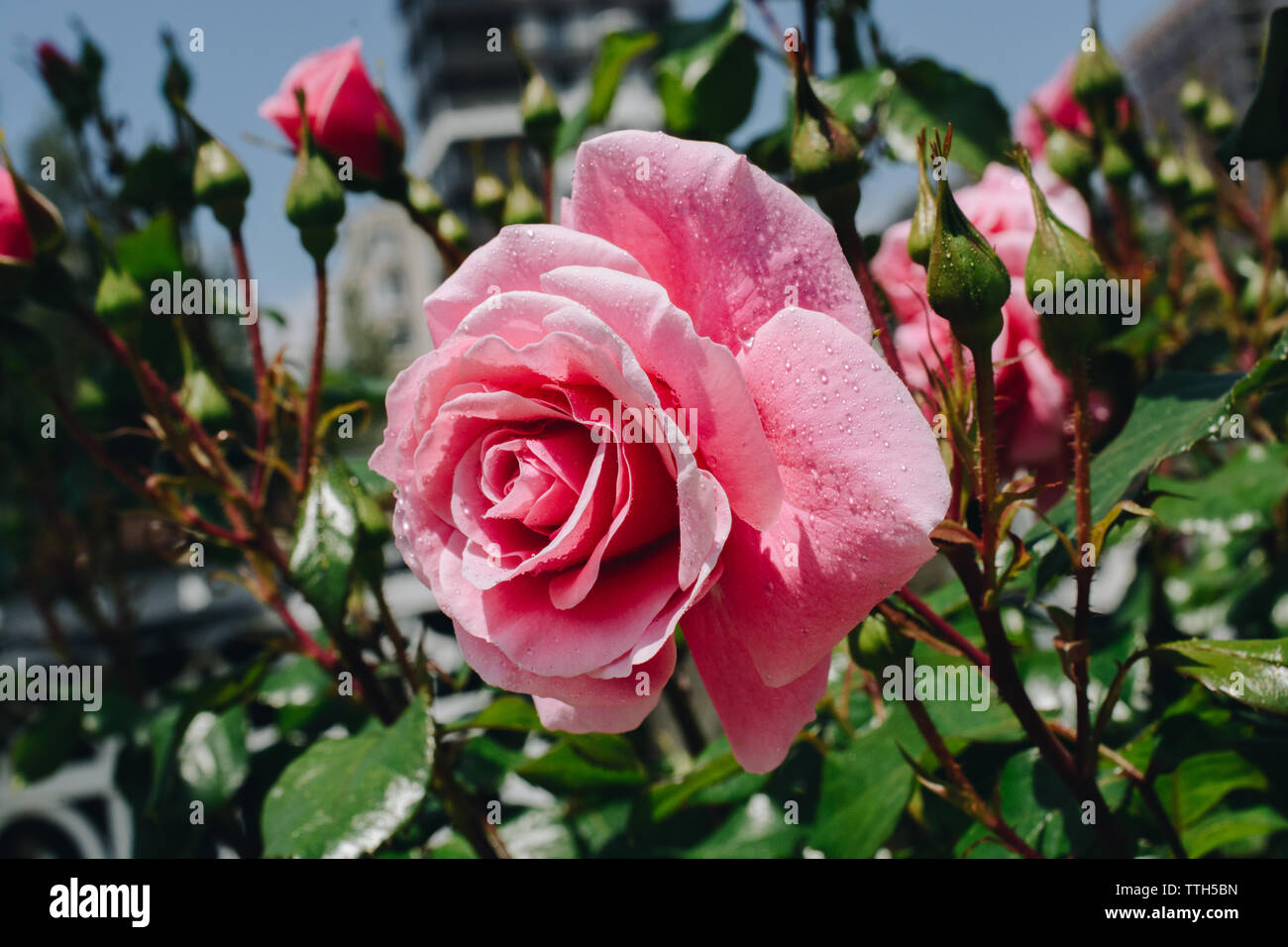 Beautiful pink rose flower hi-res stock photography and images - Alamy