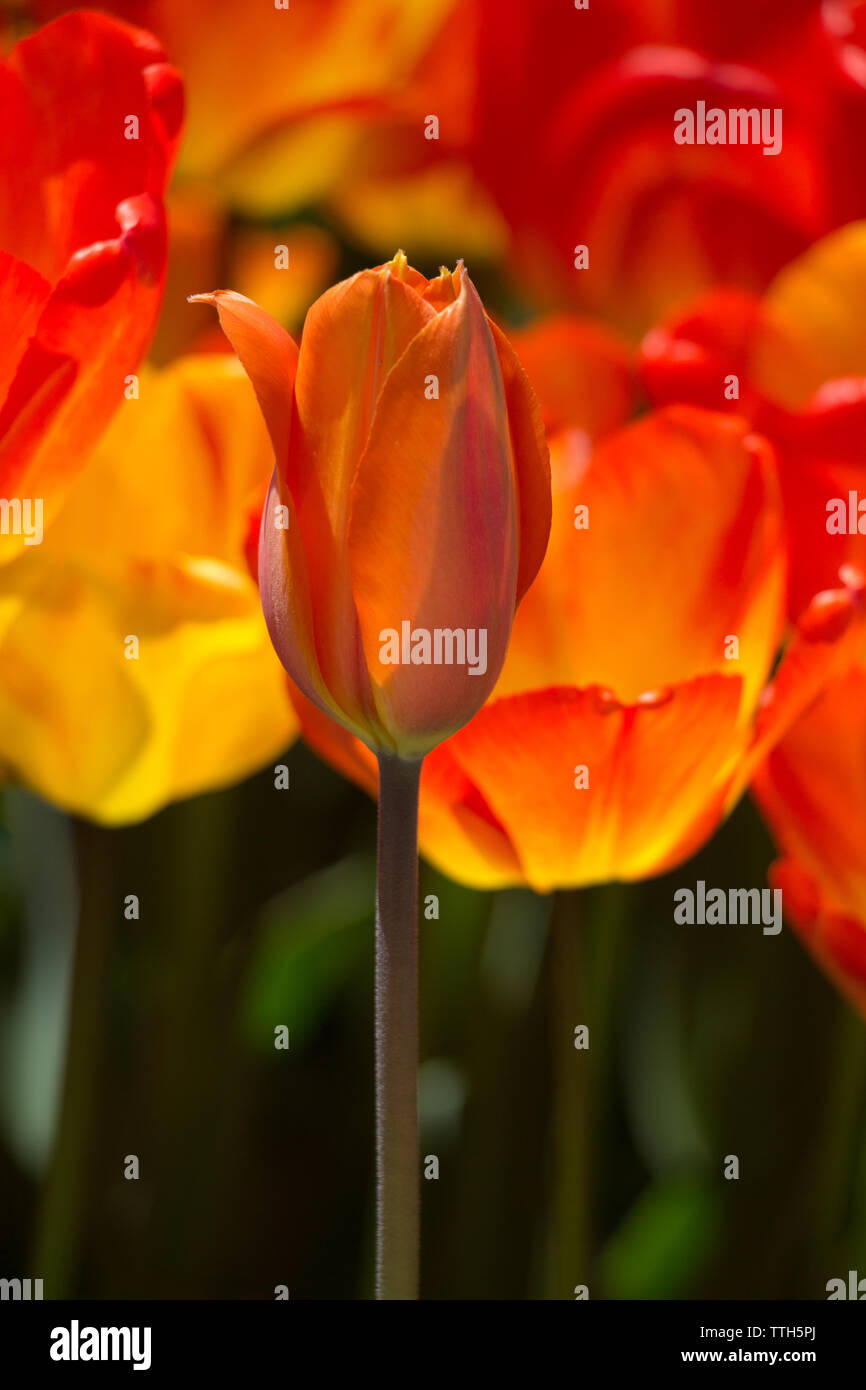 Tulip Flowers Blooming in Spring Season Stock Photo Alamy