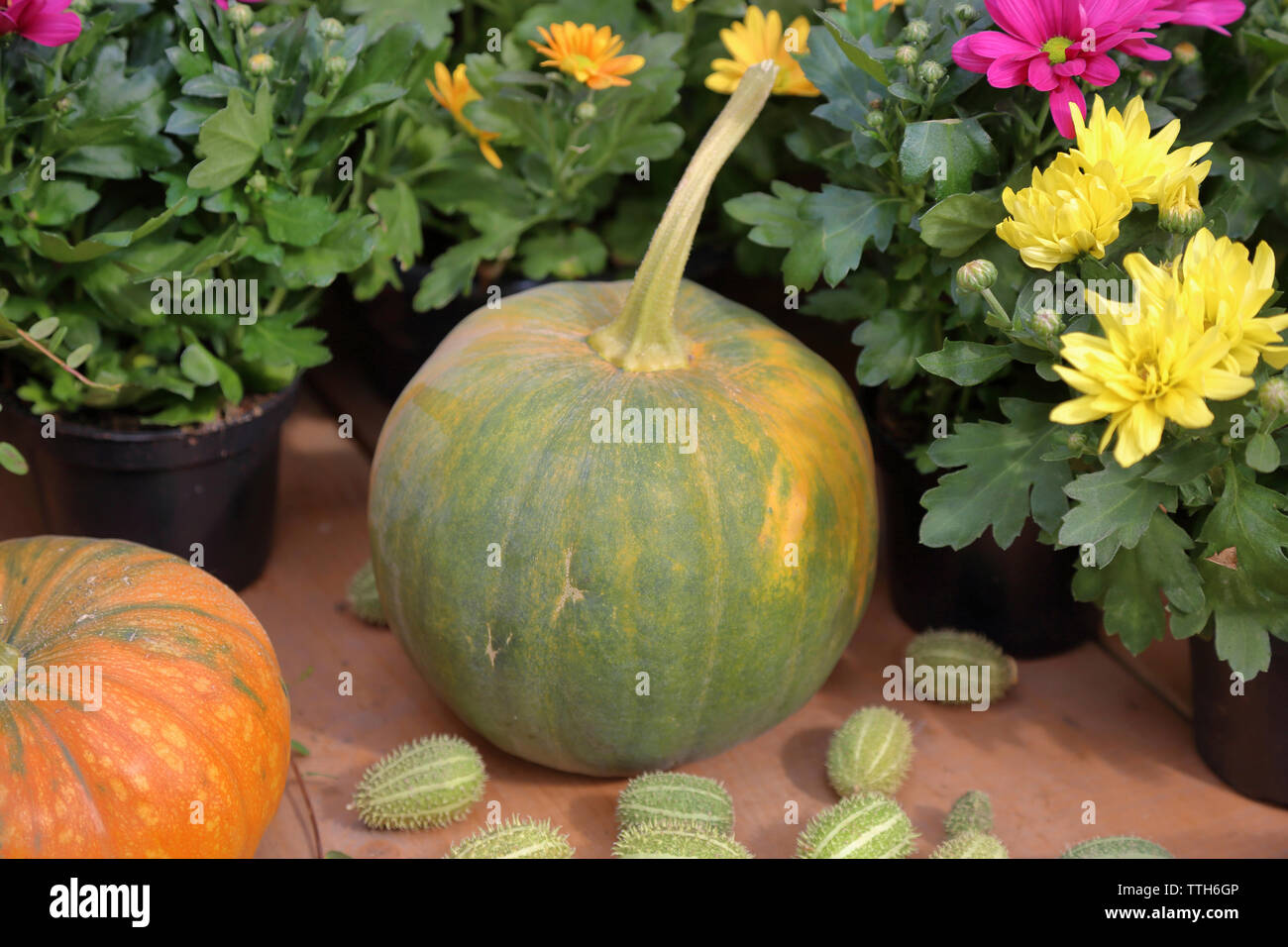 High angle view of pumpkins with flowers plants on wooden table in backyard Stock Photo