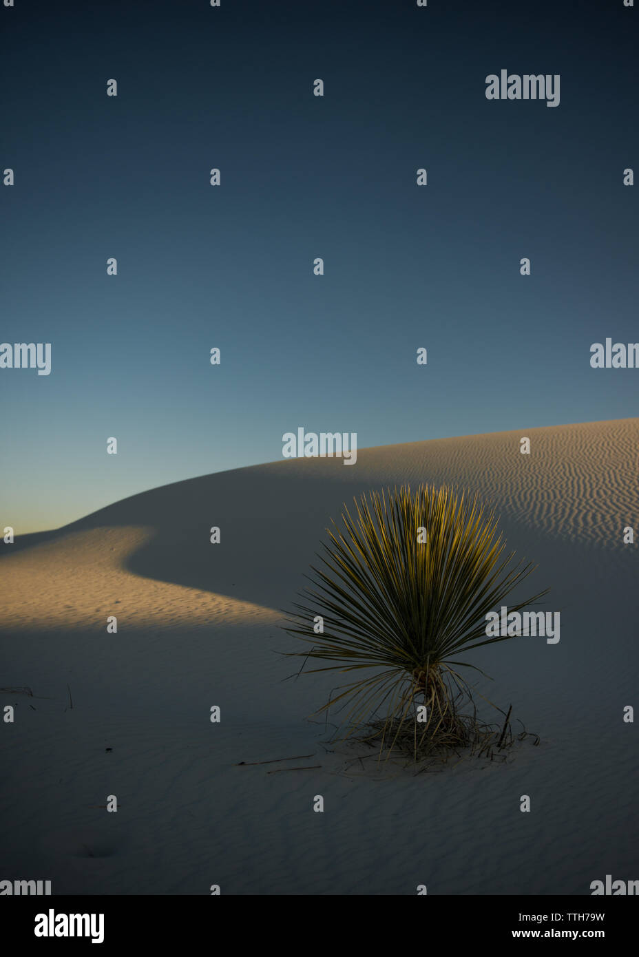 Yucca in sand dune striation and shadows during golden hour Stock Photo
