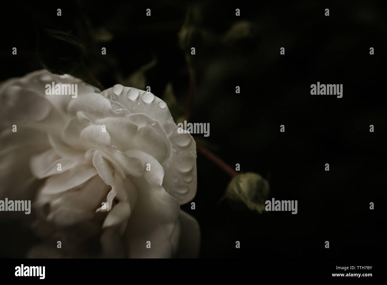 Early summer rose hi-res stock photography and images - Alamy