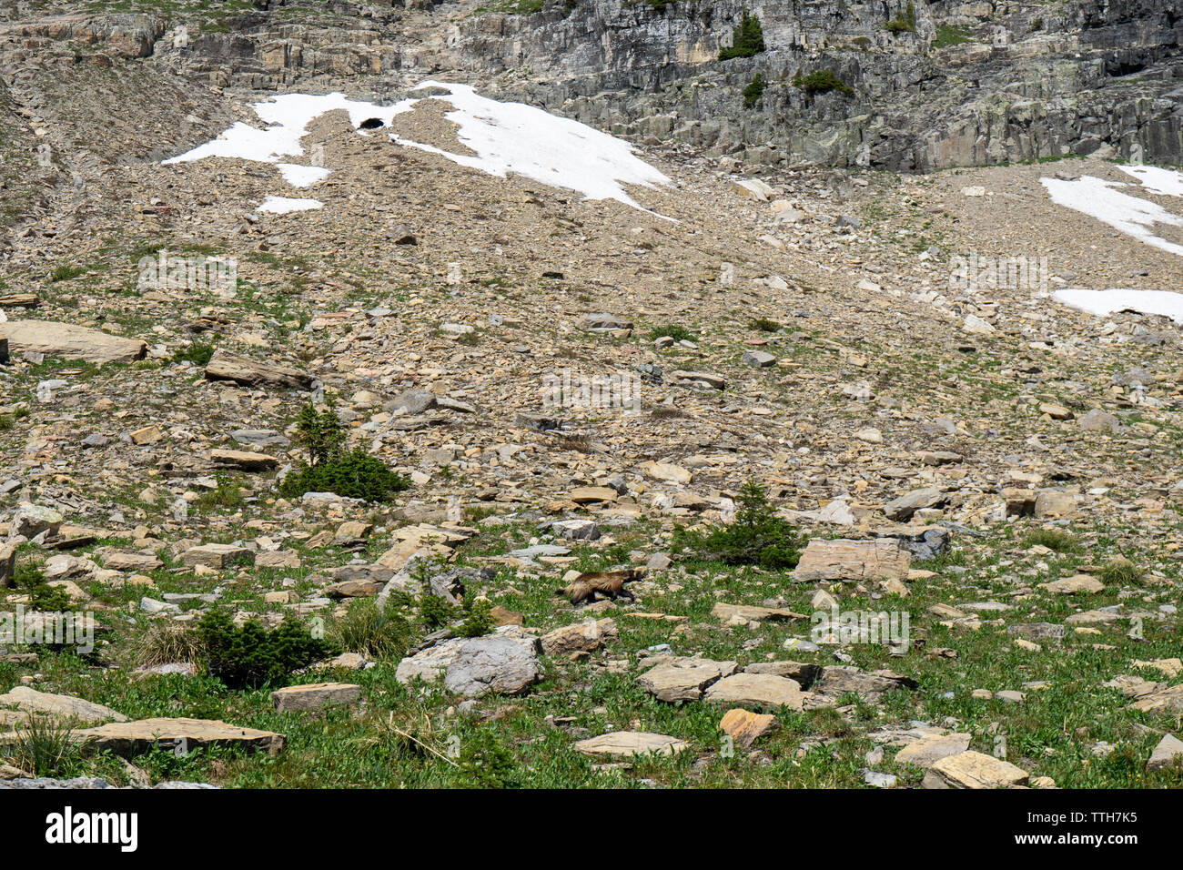 Wolverine walking across alpine tundra, Glacier National Park, Montana Stock Photo