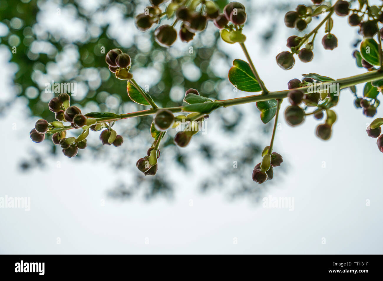Crepe Myrtle buds during summer in Stock Photo Alamy