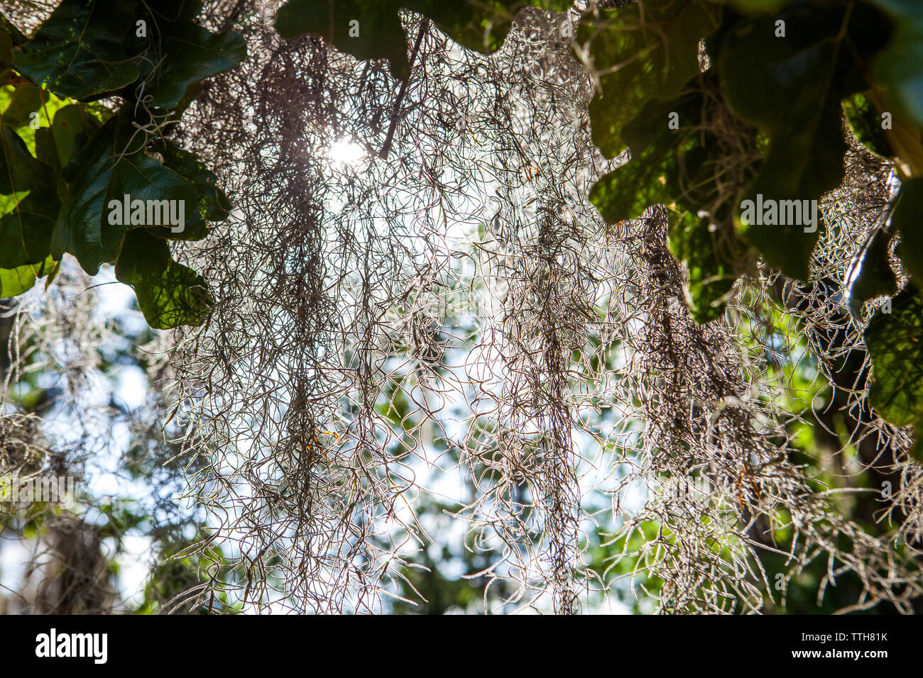 Spanish Moss hanging from Live Oak Tree in South GA, USA Stock Photo