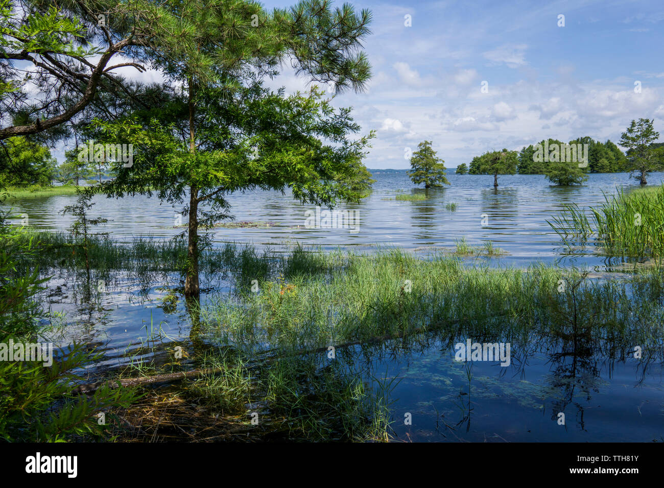 Trees in Walter F. lake at T. Bagby State Park, GA Stock