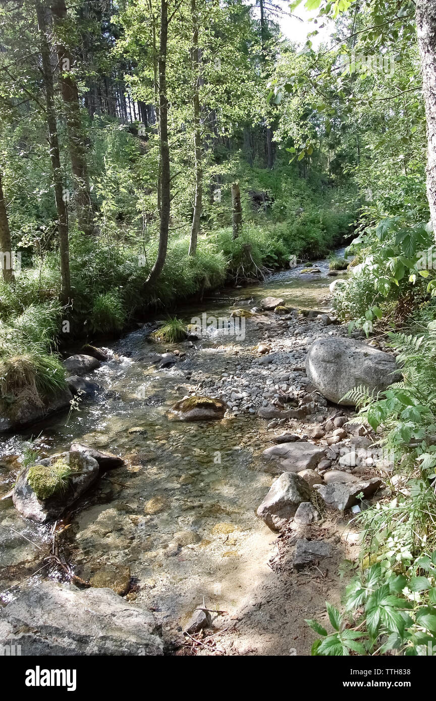 Mountain river flow in the region of Strbske Pleso in summer, Slovakia. Stock Photo