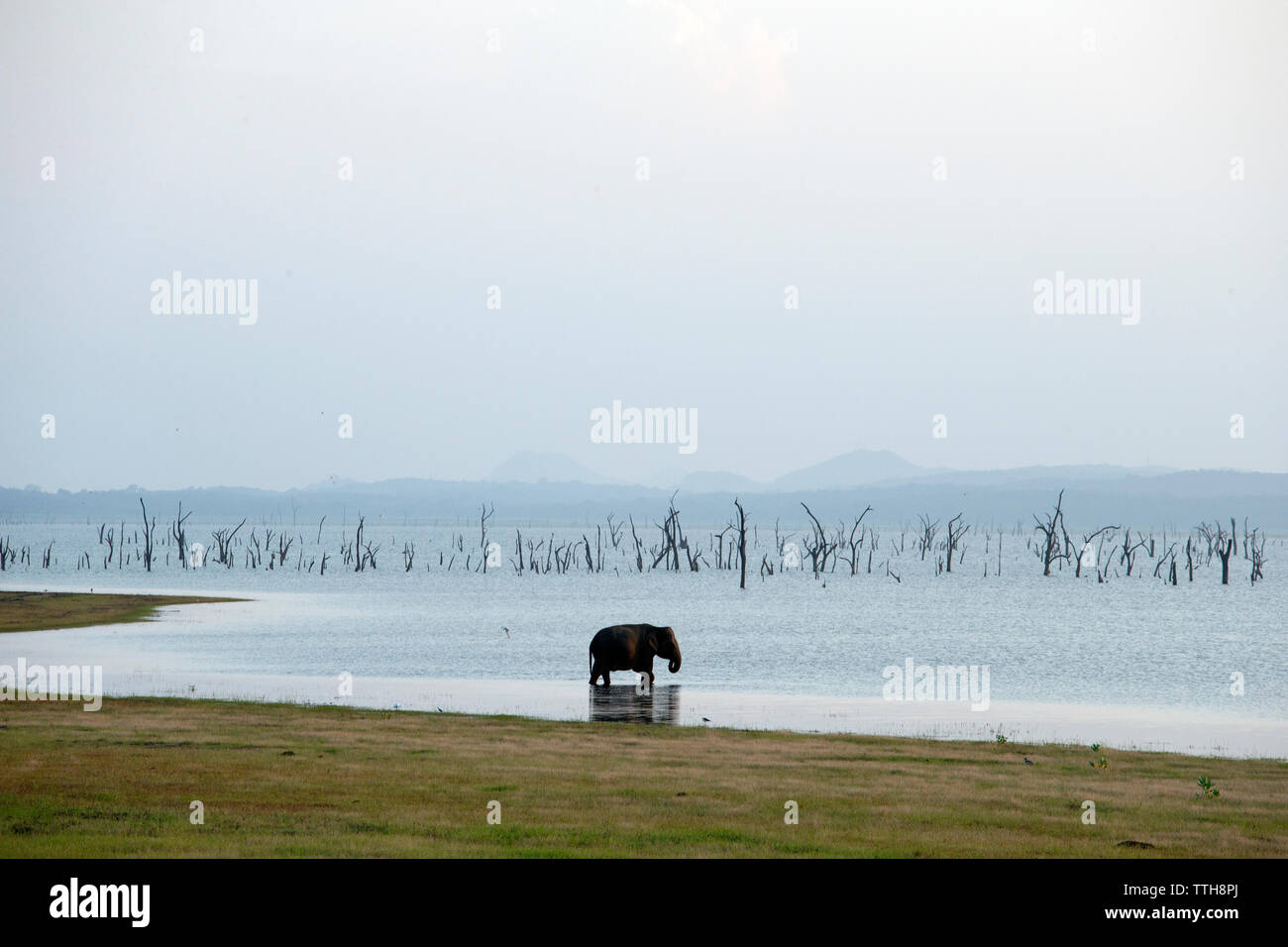 Elephant standing in lake against clear sky Stock Photo