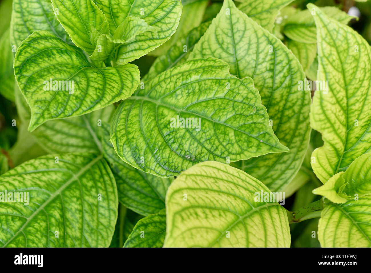 Green plants, Italy Stock Photo Alamy