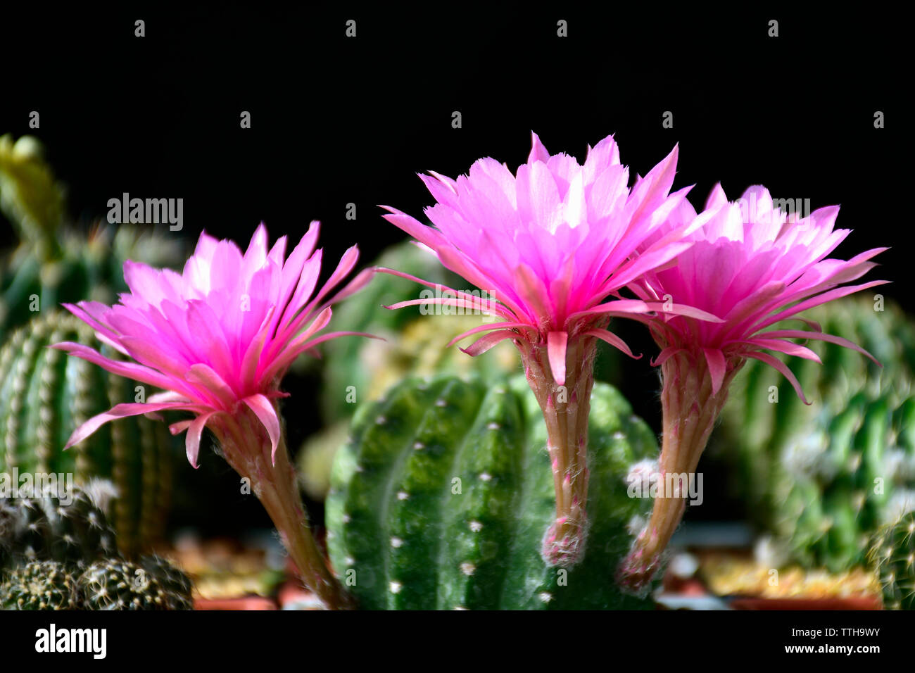Pink flowers of hybrid cactus between Echinopsis and Lobivia with green and yellow variegated stem. Stock Photo