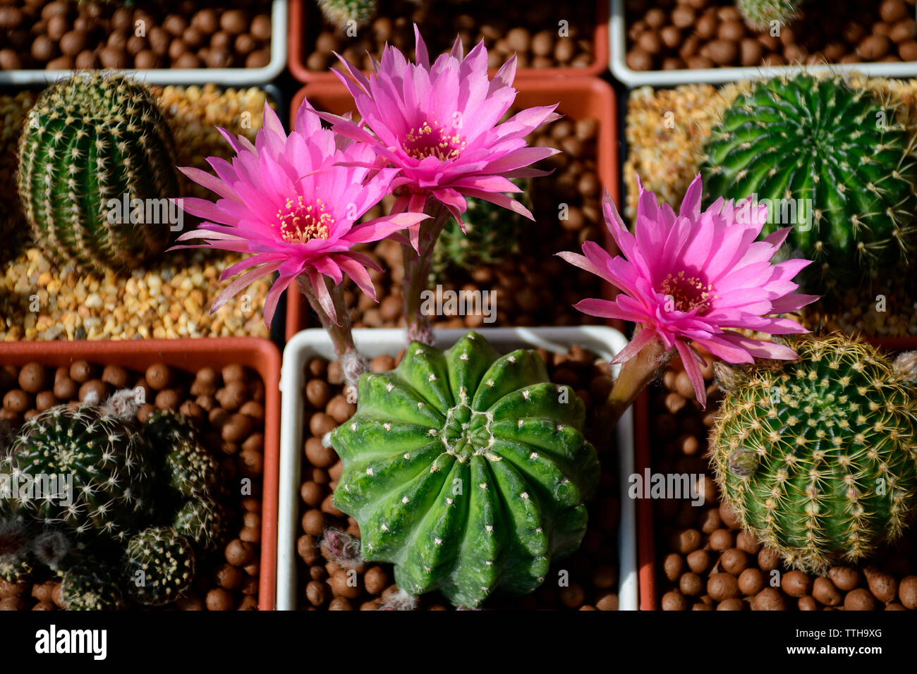 Pink flowers of hybrid cactus between Echinopsis and Lobivia with green and yellow variegated stem. Stock Photo