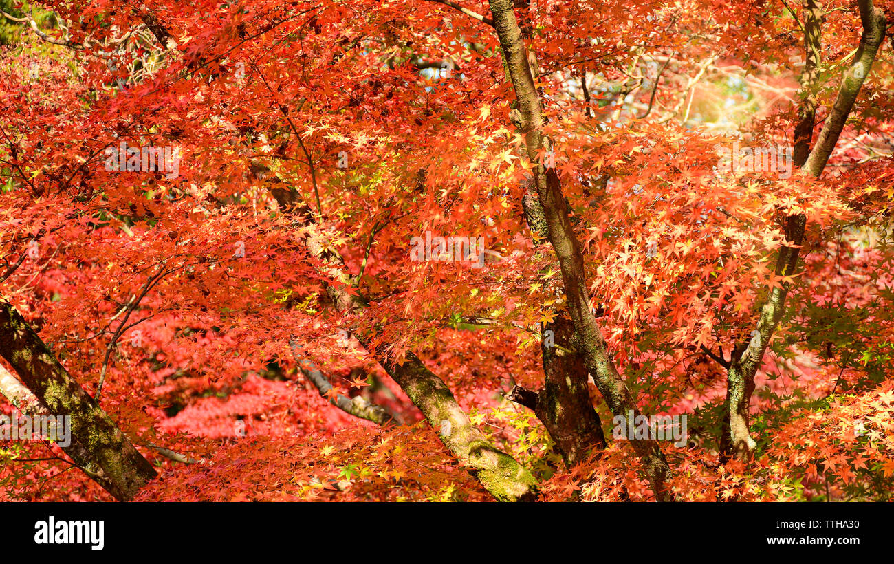 Maple Tree Garden in Autumn. Red Maple leaves in Autumn. Autumn background. Stock Photo