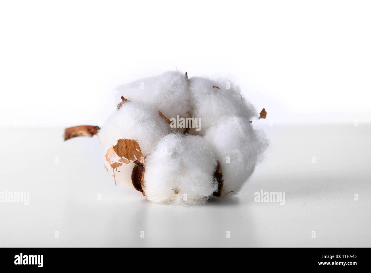 Cotton flower isolated on white Stock Photo - Alamy