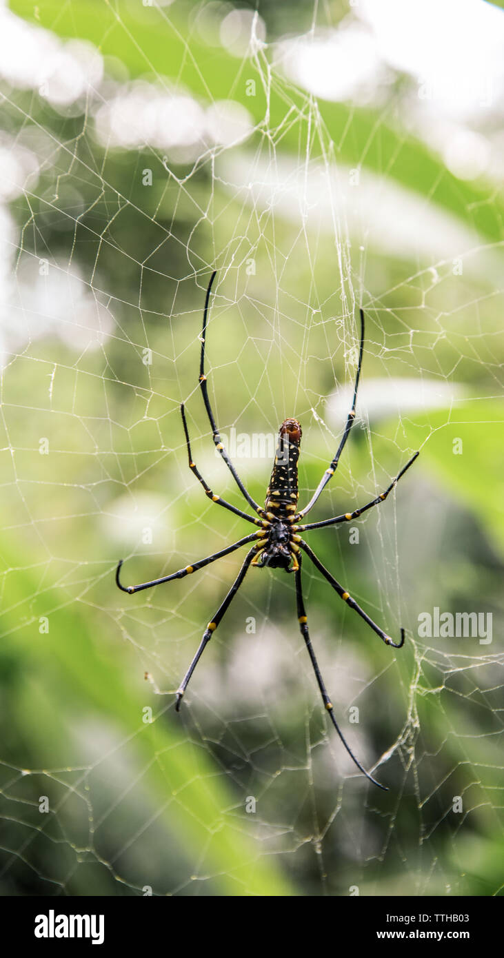 A female giant woods spider in the mountain forest of taipei big legs