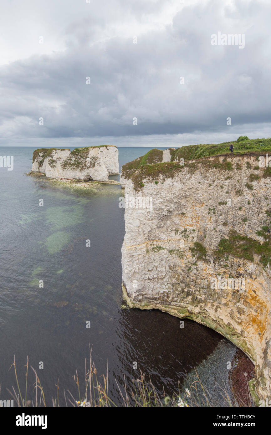 Old Harry Rocks at Handfast Point, Isle of Purbeck, Jurassic Coast, a ...