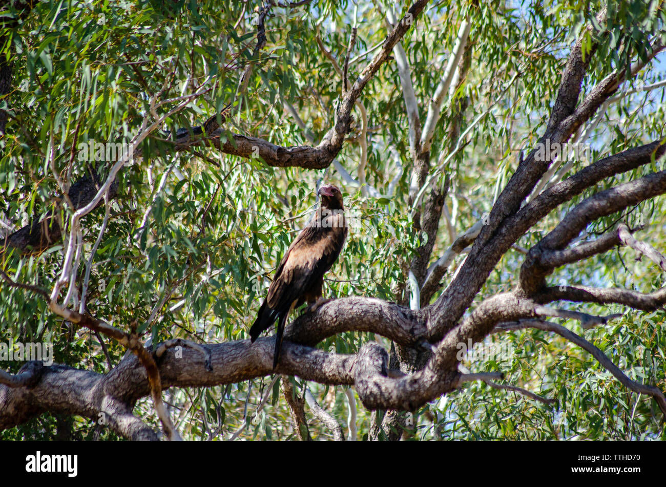 Wedge tail eagle hi-res stock photography and images - Alamy
