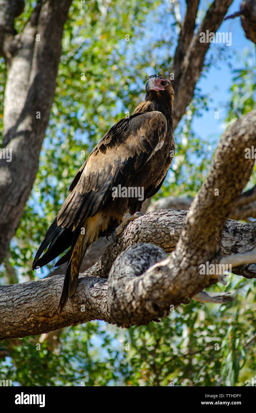 Wedge tail eagle hi-res stock photography and images - Alamy