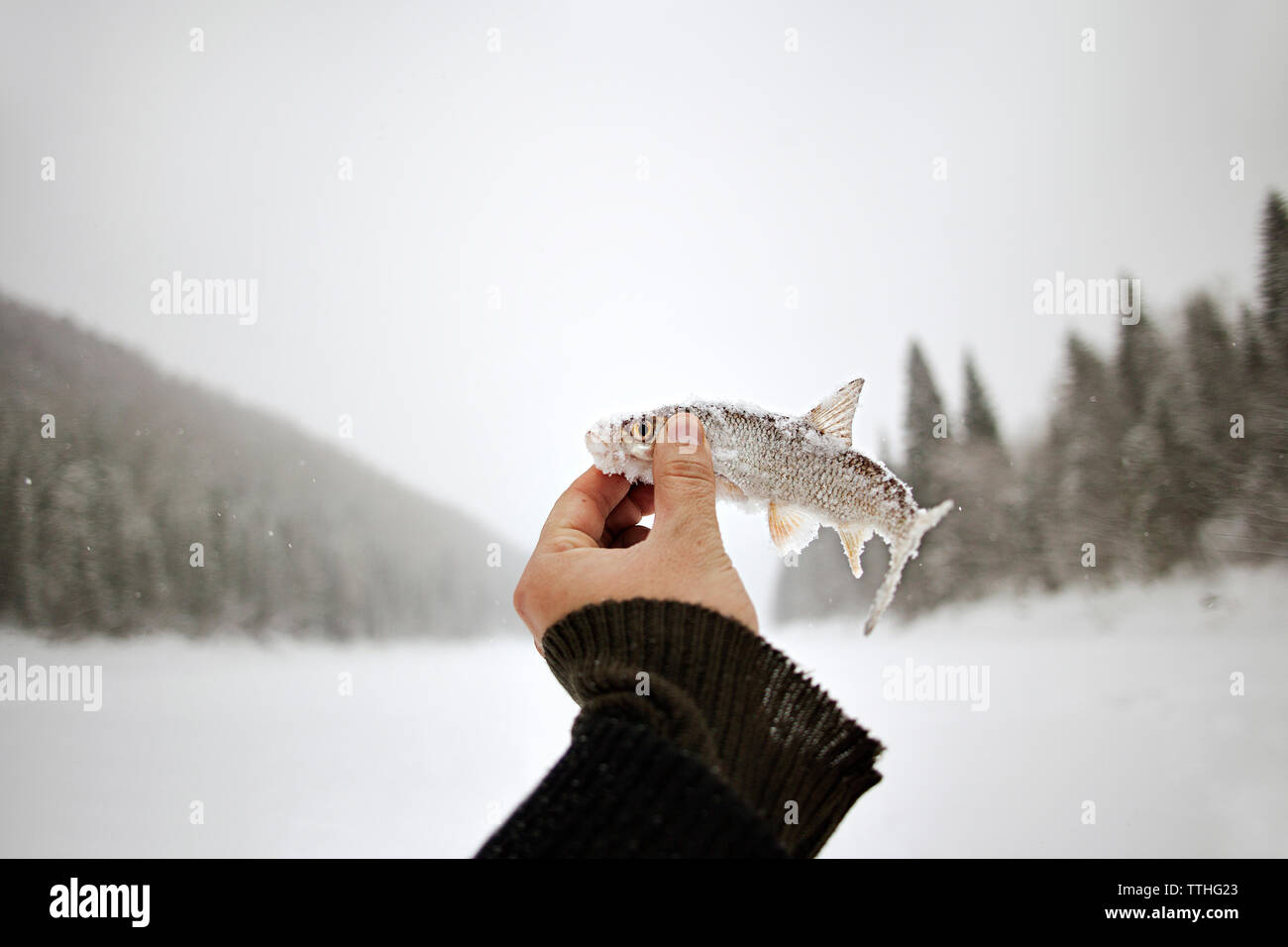 Frozen fish hires stock photography and images Alamy