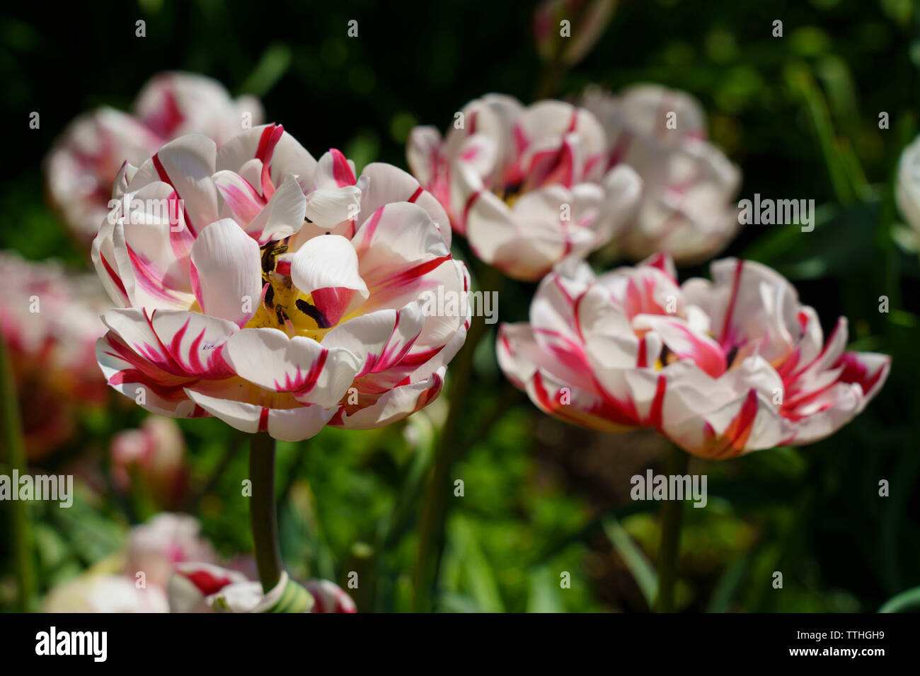 Sunlit pink and white Tulips with curly petals. Stock Photo