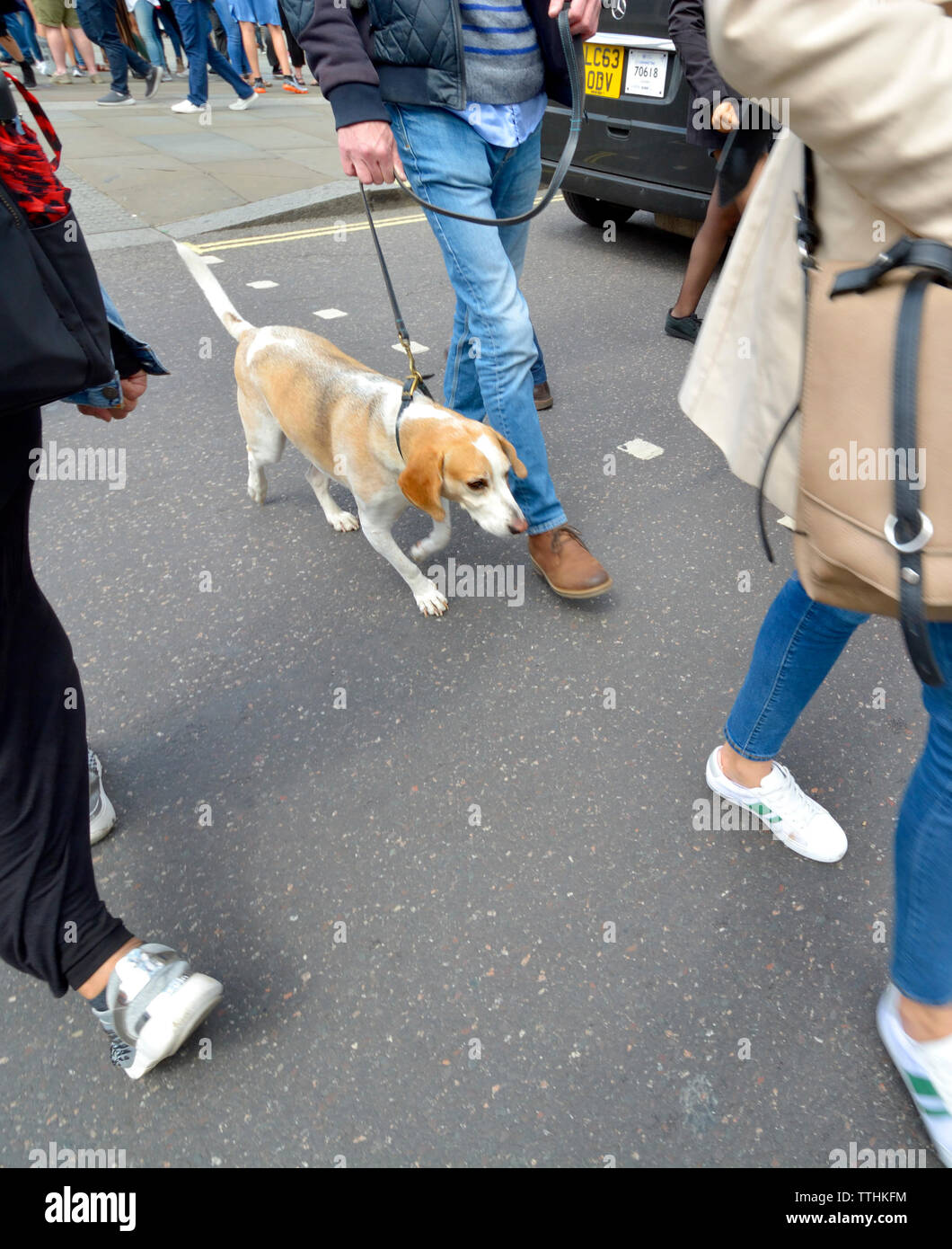 London, England, UK. Pet dog on a leash crossing the road Stock Photo