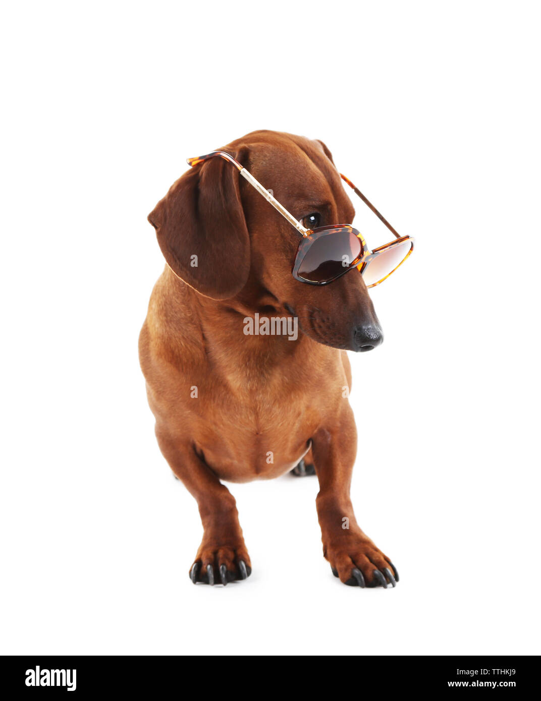 Dachshund hotsell with sunglasses