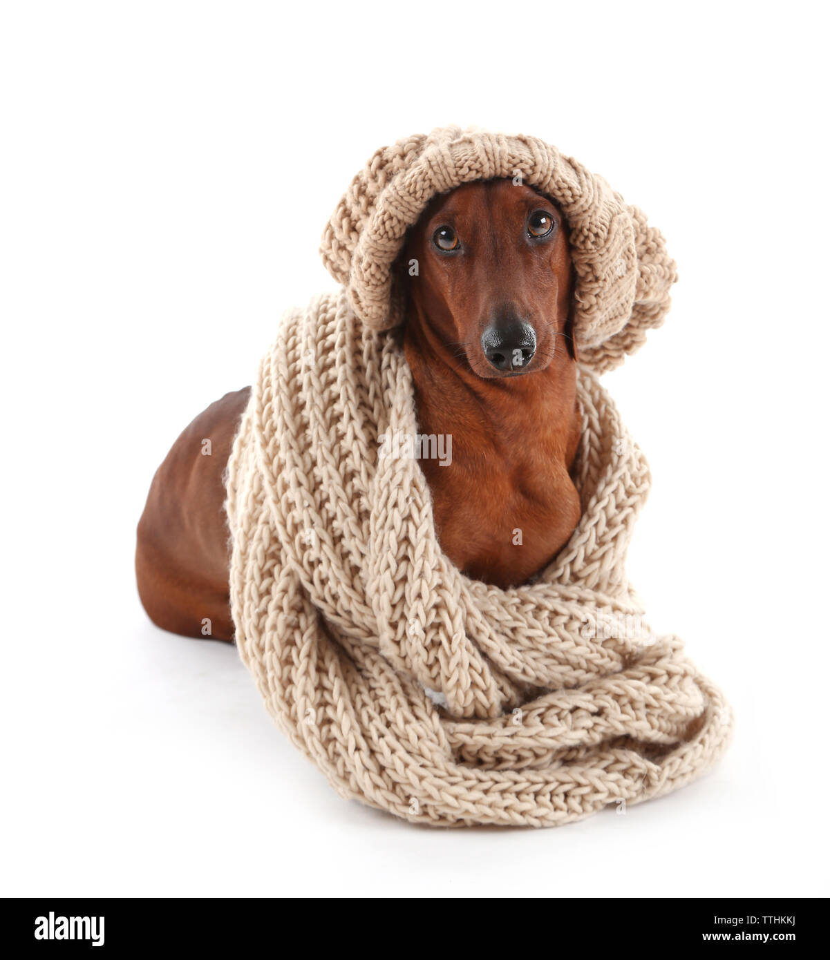 Dachshund wearing clothes online