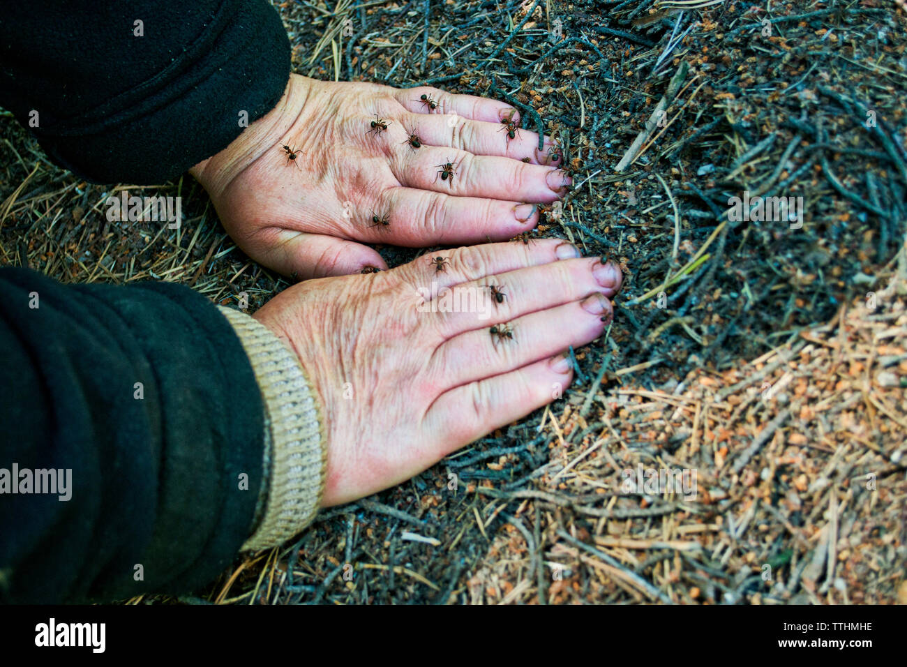 High angle view of hands with houseflies on field Stock Photo